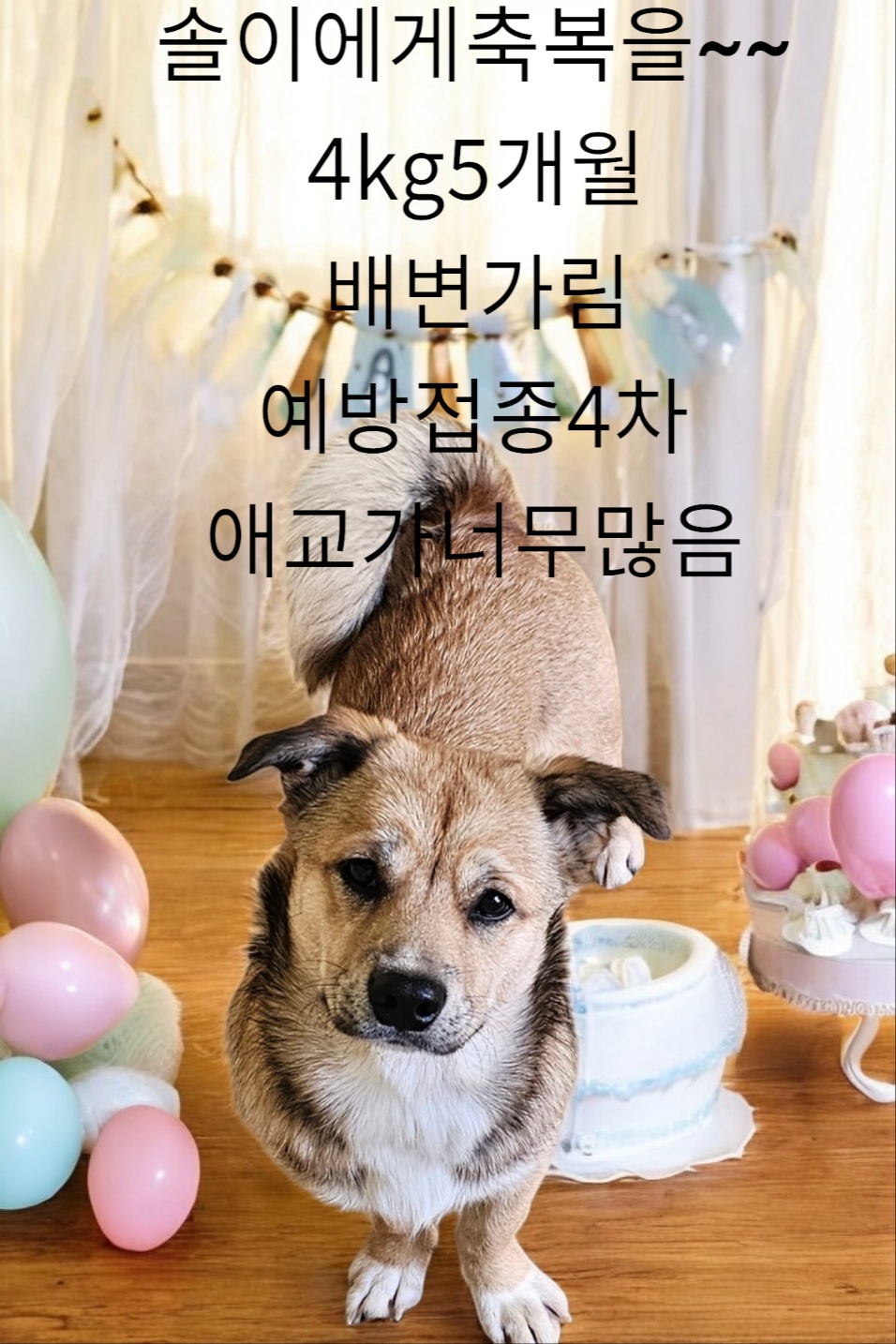 웰시코기카디건믹스인듯 이미지 파일 입니다.